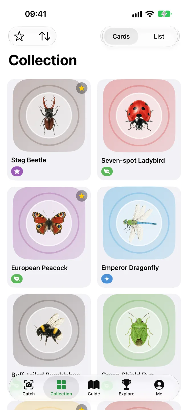 The collection as cards — stag beetle, seven-spot ladybird, peacock butterfly and emperor dragonfly