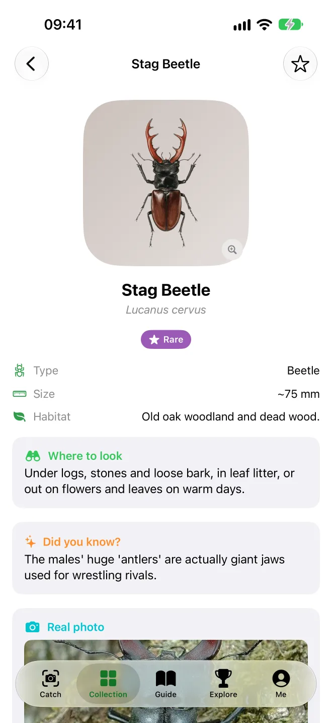 The stag beetle species card with size, habitat, where to look and a fun fact