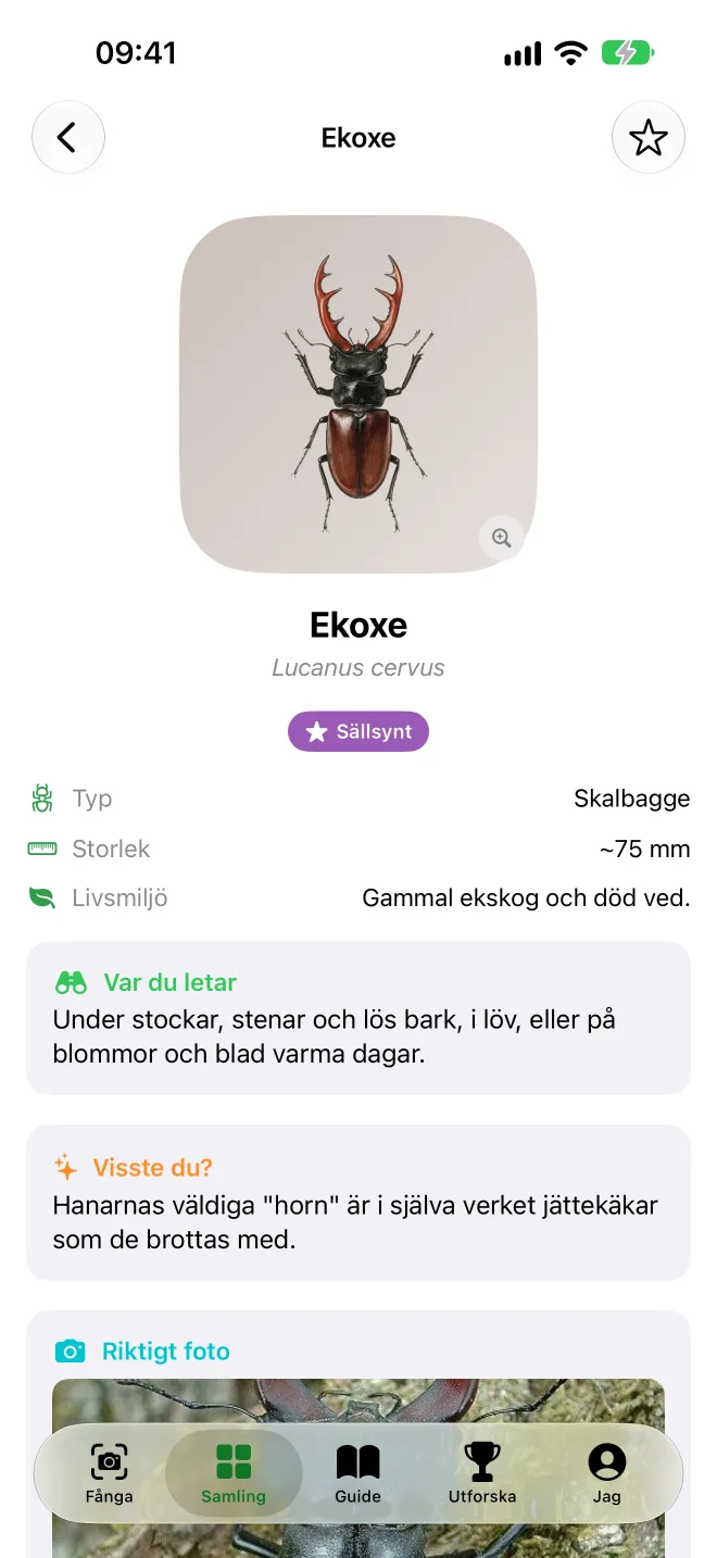 Artkortet för ekoxe med storlek, livsmiljö, var du letar och en rolig fakta
